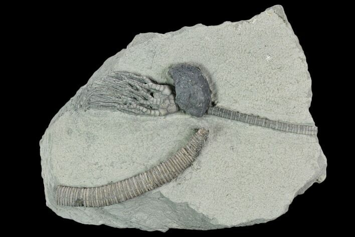 Crinoid (Decatacrinus) Fossil - Crawfordsville, Indiana #125901